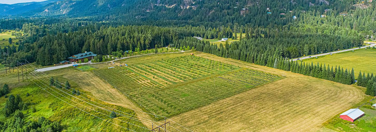 A field in the Sandpoint Organic Agriculture Center